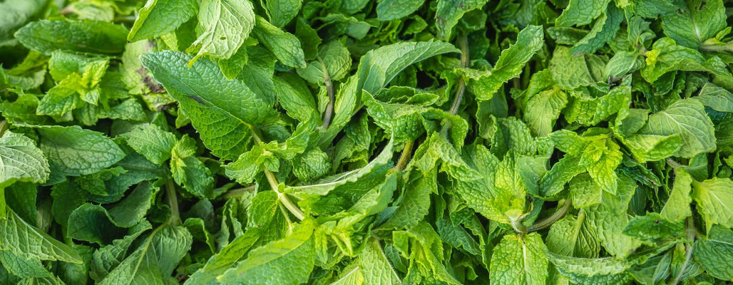 benefits of peppermint soap