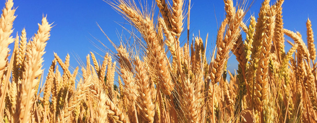 gluten-free