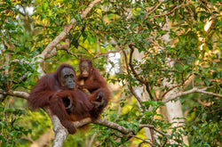 Palm Oil – Just Saying No Isn't Enough Anymore