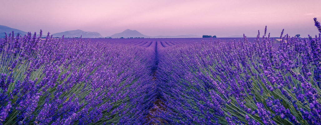 summer scents