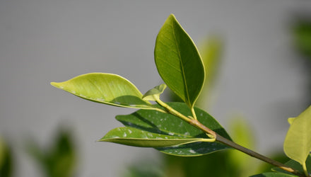 tea tree soap benefits