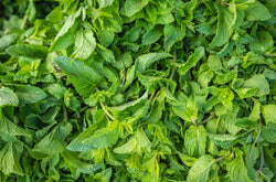 benefits of peppermint soap