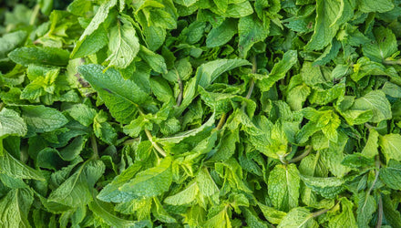 benefits of peppermint soap