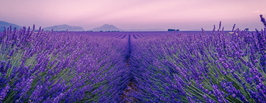 lavender types