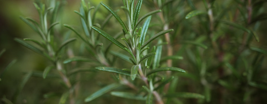 natural preservatives for soap