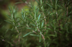 natural preservatives for soap