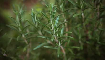 natural preservatives for soap