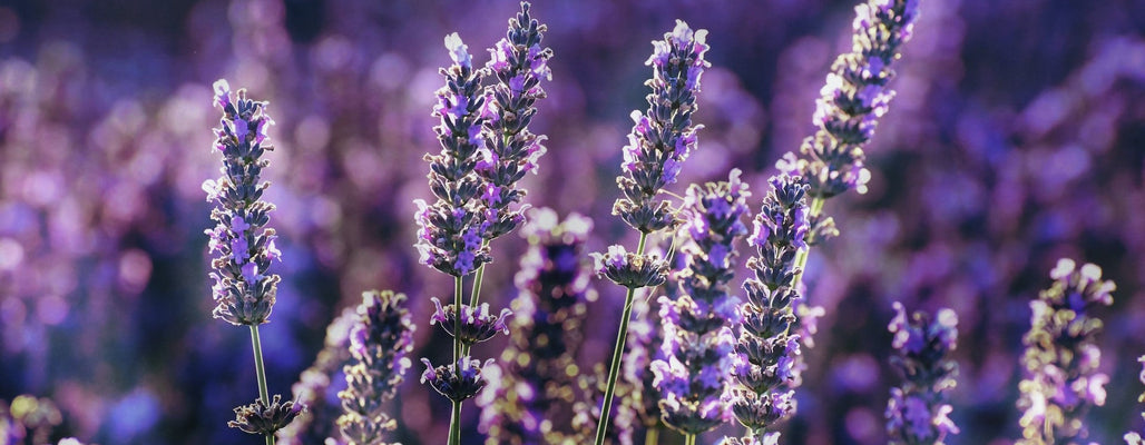 lavender soap benefits