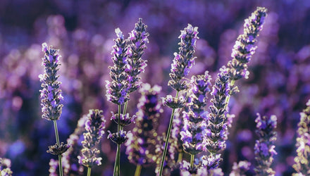 lavender soap benefits