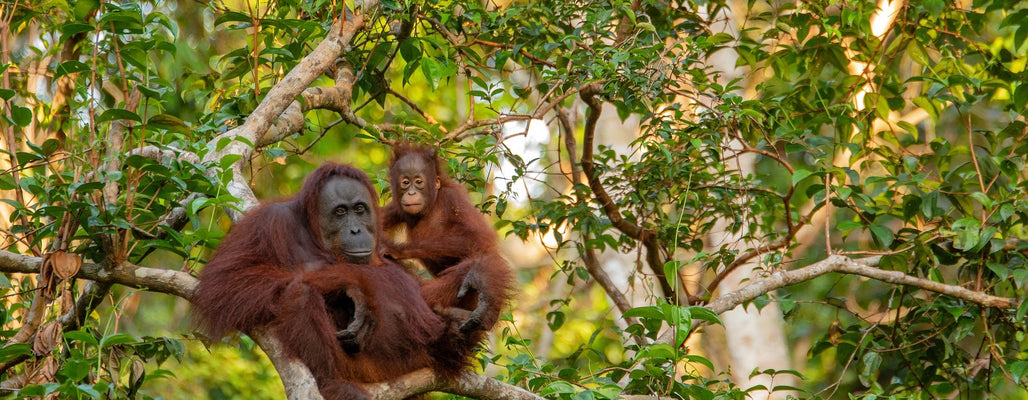 Palm Oil – Just Saying No Isn't Enough Anymore