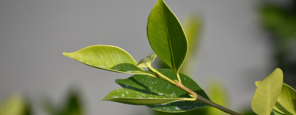 tea tree soap benefits