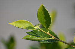 tea tree soap benefits